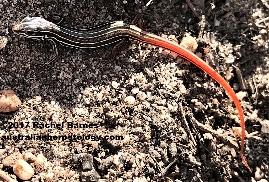 Copper-tailed Skink - Ctenotus taeniolatus